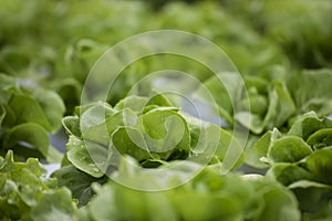 Close up fresh organic hydroponic vegetable plantation produce green salad hydroponic cultivate farm. Green oak lettuce salad in