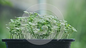 Close up fresh organic hydroponic vegetable plantation produce green salad hydroponic cultivate farm. Green oak lettuce salad in