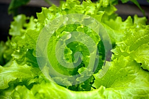 Close-up of fresh organic lettuce growing in the garden