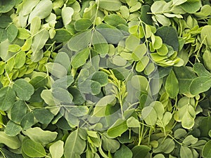 Close up of Fresh Organic Moringa Leaves