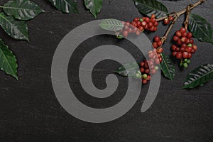 Close up fresh organic red coffee beans with coffee leaves on black background with copy space