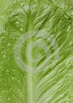 Close-up of fresh organic romaine lettuce.