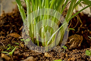 Close-up of fresh organic scallions.