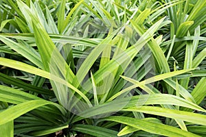 Close up fresh pandan leaf background and texture