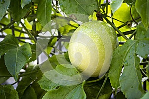 Close-up fresh passion fruit plant. Raw passion fruit with leaves background