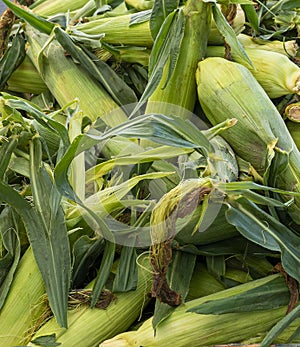 Close up of fresh picked corn in the husk