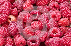 Close up of fresh picked raspberries at a pick your own