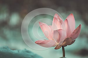 Close up of fresh pink lotus flower