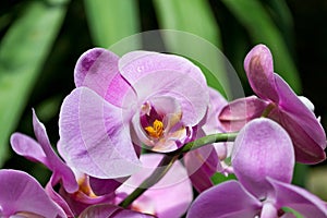 Close-up of fresh pink orchids.