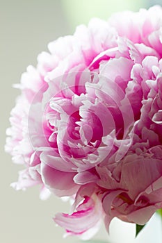 Close-up of fresh pink peonies flower