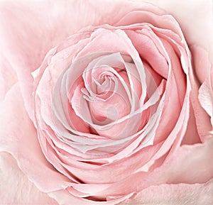 Close-up of fresh pink rose