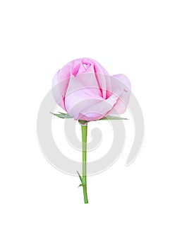 Fresh pink rose flower bud begins blossom isolated on white background and clipping path