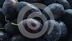 Close-up of fresh plums on a farm. Growing plums. Agriculture