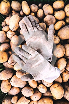 Close up of fresh potatoes. and dirty gloves.