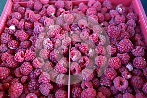 Close up of fresh raspberries full frame