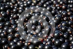 Close up fresh raw black currant