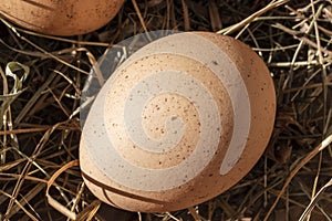 Close up of fresh raw hen egg with shells