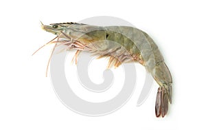 Close up fresh raw pacific white shrimp on white background