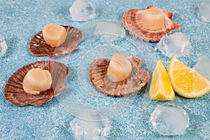 Close up fresh raw scallops with ice on a concrete background