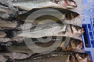 Close-up fresh raw whole sea Lubina fish on ice bed of local store . photo