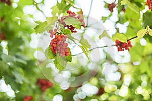 Close up of fresh red berries with green leaves on a tree branch