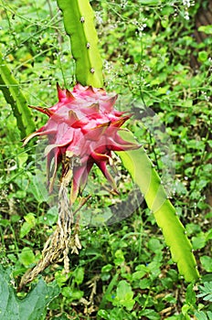 Close up of Fresh red dragon fruit backgrounds