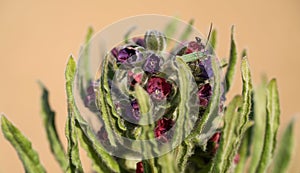 Close up of fresh red flower buds on plant