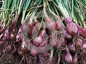 Close Up of Fresh Red Onions Just After being Harvested