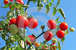 Close up of fresh red ripe tomatoes growing in the vegetable garden with beautiful blue sky background