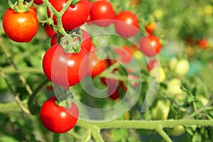 Close up of fresh red ripe tomatoes grown in the garden with blurred background and copy space