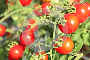 Close up of fresh red ripe tomatoes grown in the garden with blurred background and copy space