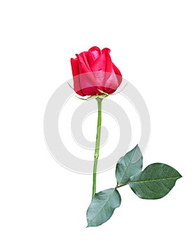 Fresh red rose bud colorful flower begin blooming in vertical with stem and green leaves patterns isolated on white background ,