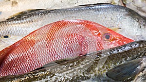 Red Snapper fish.