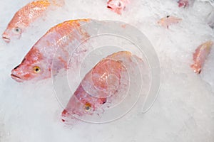Close-up fresh red tilapia fish in ice bucket
