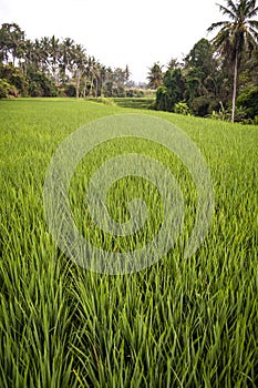 Close up of fresh rice crops