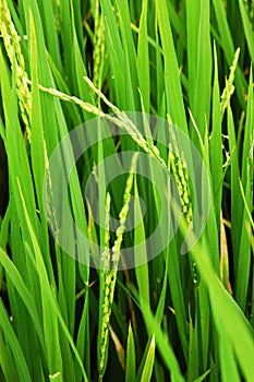 close up of fresh rice plant, sprout ready to growing in the rice field.