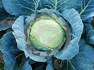 Close-up of fresh ripe head of green cabbage (Brassica oleracea) with lots of leaves growing in homemade garden.