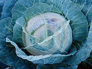 Close-up of fresh ripe head of green cabbage (Brassica oleracea) with lots of leaves growing in homemade garden.