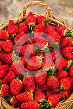Close-up fresh ripe organic strawberry in wooden wicker basket.