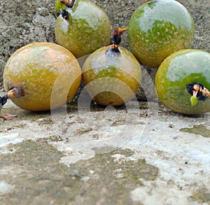 Close up of fresh and ripe passion fruit on stone