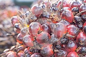 Close up of fresh ripe red oil palm fruits on bunch taken in Thailand with selective focus, Concept of biofuel or alternative