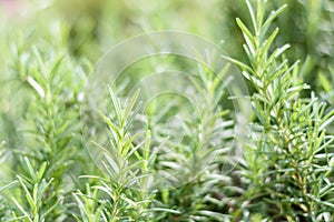 Close up fresh rosemary herb in the garden