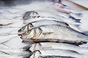 Close up of fresh salmon on ice for sale at fish store, seafood concept