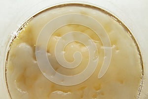 Close-up fresh scoby symbiotic culture of bacteria and yeast kombucha image