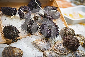 Close up. Fresh sea urchins at a Spanish bazaar. Sea urchins on ice on the counter