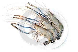 Close up Fresh shrimp and long arm isolated on white background. The giant river prawn on white background. Grilled giant river
