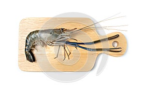 Close up Fresh shrimp and long arm isolated on white background. The giant river prawn on white background. Grilled giant river