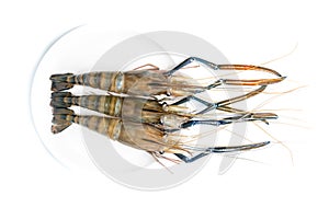 Close up Fresh shrimp and long arm isolated on white background. The giant river prawn on white background. Grilled giant river