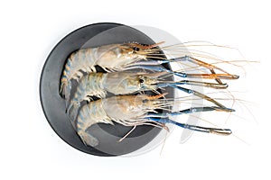 Close up Fresh shrimp and long arm isolated on white background. The giant river prawn on white background. Grilled giant river