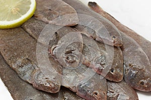 Close up of fresh small sole fishes